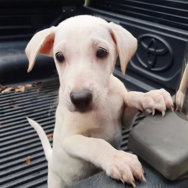 I'm Cuter Than Baby Yoda - Mixed Breed Dog