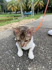 Blossom - Domestic Short Hair Cat