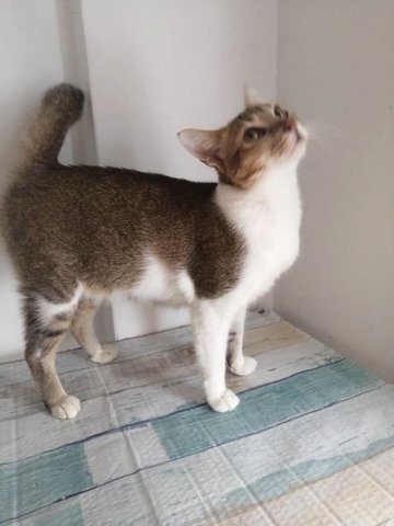 Blossom - Domestic Short Hair Cat