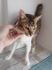 Blossom - Domestic Short Hair Cat