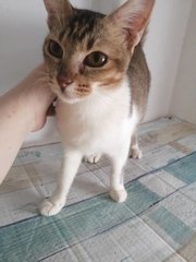 Blossom - Domestic Short Hair Cat