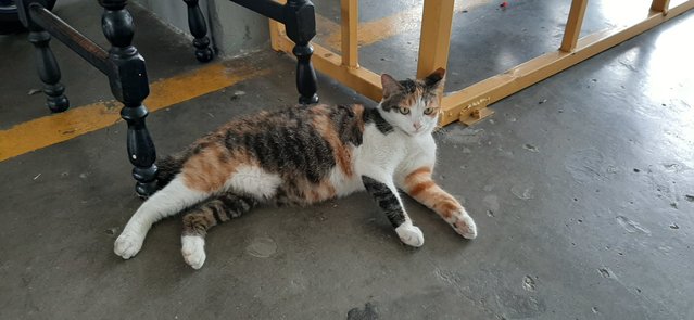 PF103203 - Calico Cat