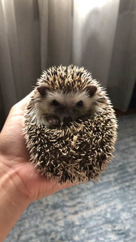 𝑆𝑜𝑛𝑖𝑐 - Hedgehog Small & Furry