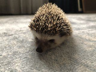 𝑆𝑜𝑛𝑖𝑐 - Hedgehog Small & Furry