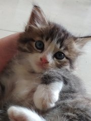 Active Kittens - Domestic Medium Hair + Persian Cat