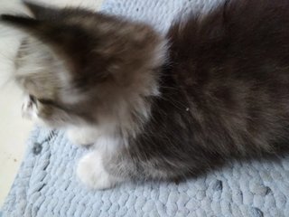 Active Kittens - Domestic Medium Hair + Persian Cat