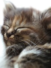 Active Kittens - Domestic Medium Hair + Persian Cat