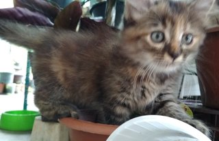 Active Kittens - Domestic Medium Hair + Persian Cat