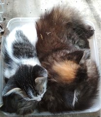 Active Kittens - Domestic Medium Hair + Persian Cat