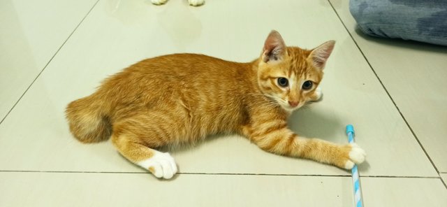 Miki - Domestic Short Hair Cat