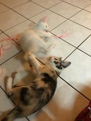 2 Female Kittens - Calico + Domestic Short Hair Cat