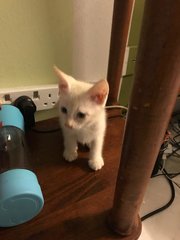 2 Female Kittens - Calico + Domestic Short Hair Cat