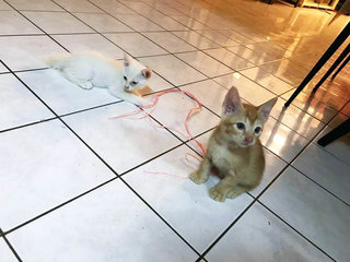 2 Female Kittens - Calico + Domestic Short Hair Cat