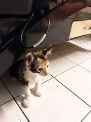 2 Female Kittens - Calico + Domestic Short Hair Cat