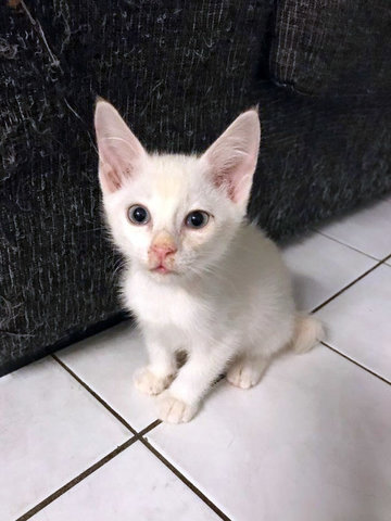 2 Female Kittens - Calico + Domestic Short Hair Cat