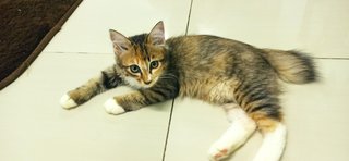 Adeq Sue  - Domestic Medium Hair Cat