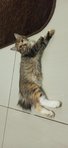 Adeq Sue  - Domestic Medium Hair Cat