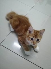 Megat Panji Alam(Mudguard) - Domestic Medium Hair Cat