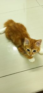 Megat Panji Alam(Mudguard) - Domestic Medium Hair Cat