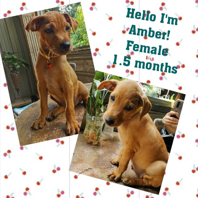 Amber  - Mixed Breed Dog