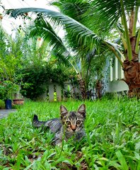 Smokey - Domestic Short Hair Cat