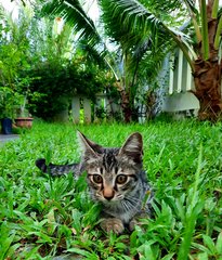 Smokey - Domestic Short Hair Cat