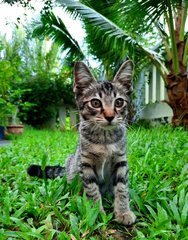 Smokey - Domestic Short Hair Cat