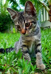 Smokey - Domestic Short Hair Cat