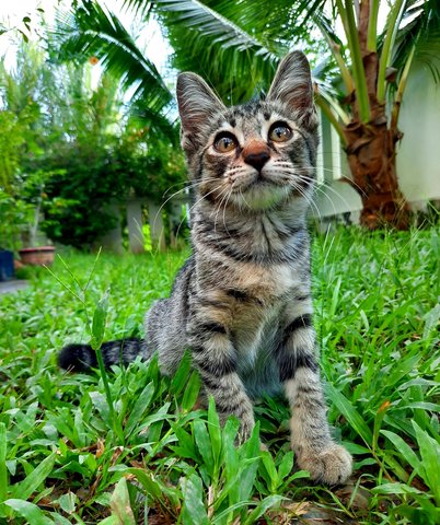 Smokey - Domestic Short Hair Cat