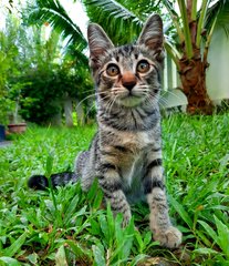 Smokey - Domestic Short Hair Cat