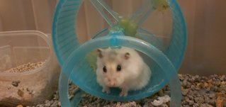 Hamsters - Short Dwarf Hamster Hamster