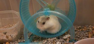 Hamsters - Short Dwarf Hamster Hamster