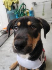 Joju - Mixed Breed Dog