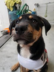 Joju - Mixed Breed Dog