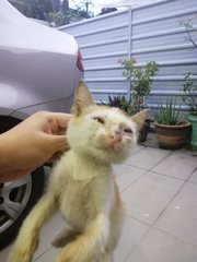 Pangpang - Domestic Short Hair Cat