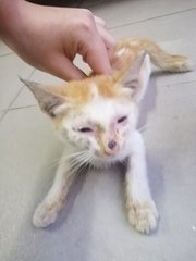 Pangpang - Domestic Short Hair Cat