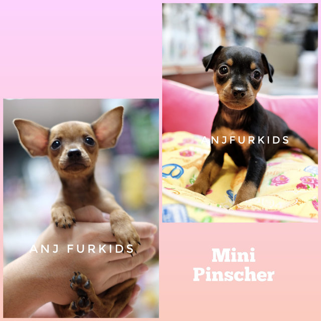 Quality Mini Pinscher Puppies  - Miniature Pinscher Dog