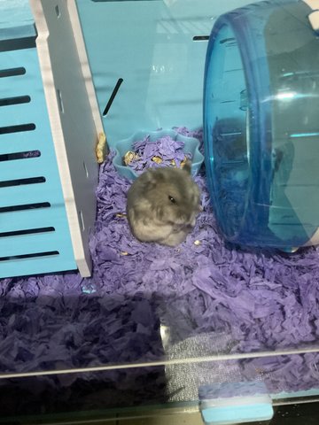 Newb - Short Dwarf Hamster Hamster