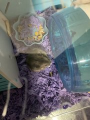 Newb - Short Dwarf Hamster Hamster