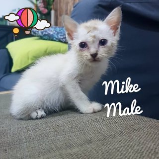 3 Male 1 Female Kitten - Domestic Short Hair Cat