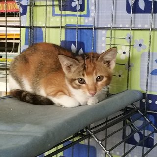 Foxy at 2.5 months old- this girl grows up fast!