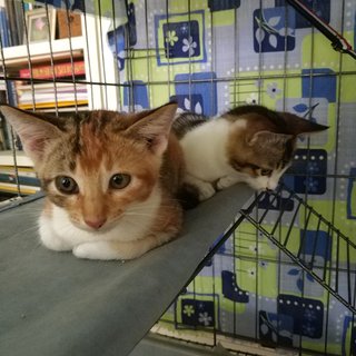 Foxy Girl - Domestic Short Hair Cat