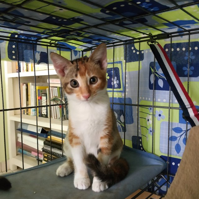 Foxy Girl - Domestic Short Hair Cat
