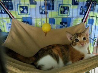 Foxy Girl - Domestic Short Hair Cat