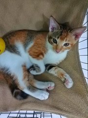 Foxy Girl - Domestic Short Hair Cat