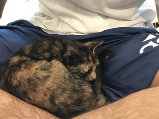 Cleo - Domestic Short Hair + Calico Cat