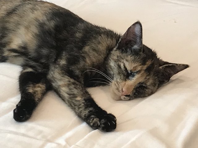 Cleo - Domestic Short Hair + Calico Cat