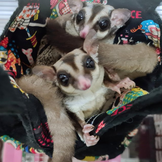 Chili &amp; Pepper - Sugar Glider Small & Furry