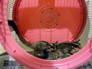 Chili &amp; Pepper - Sugar Glider Small & Furry