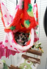 Chili &amp; Pepper - Sugar Glider Small & Furry